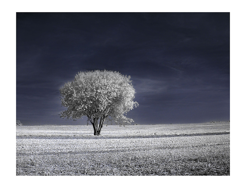 IR - Herbstbaum