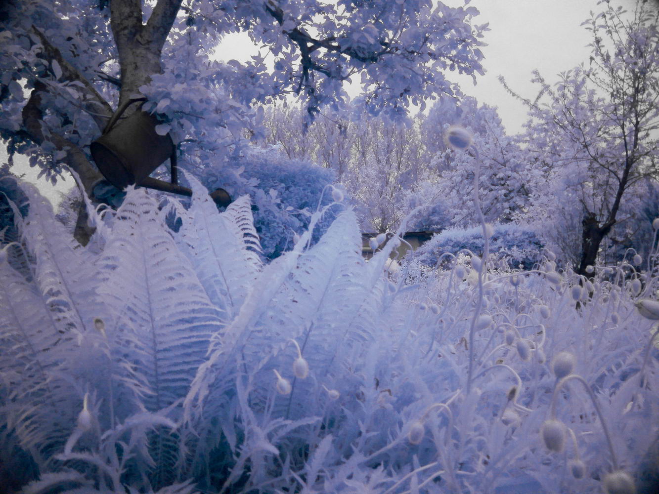 IR im Garten