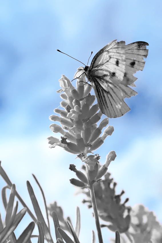 IR Schmetterling