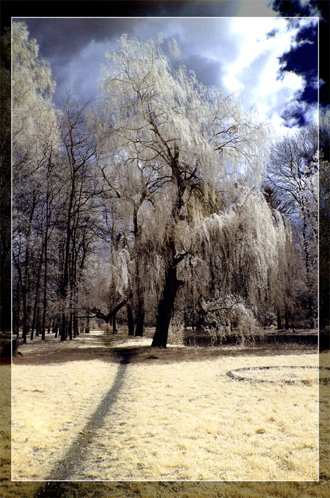 IR tree