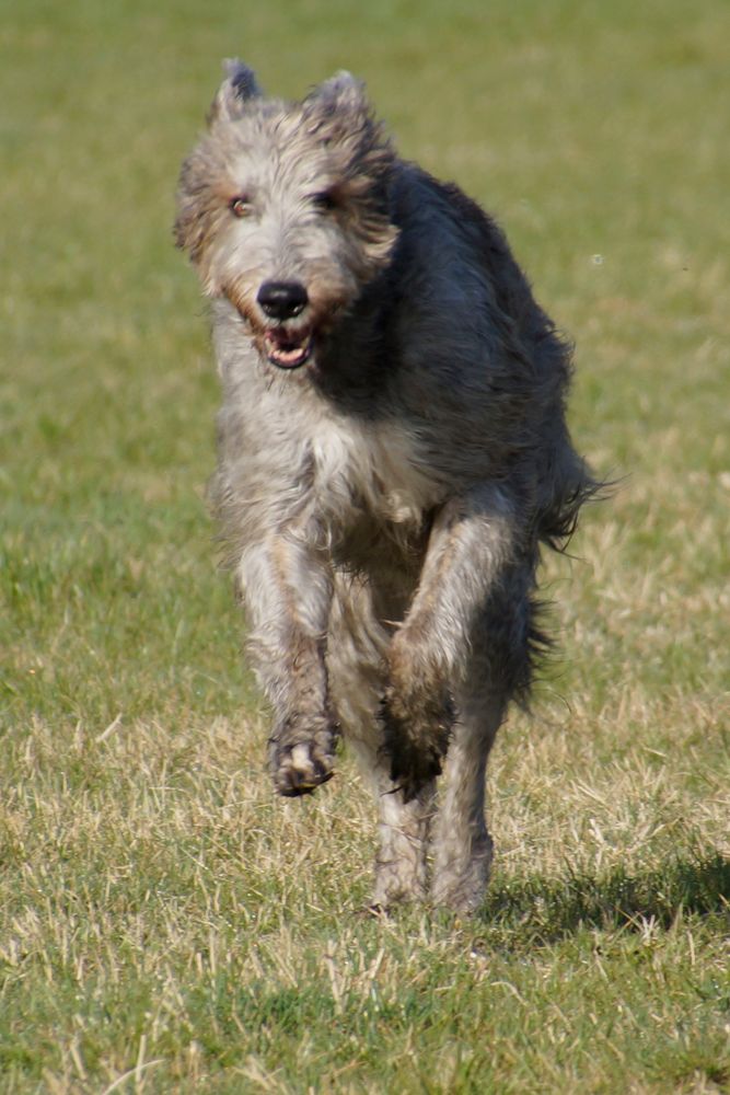 IRA, Kraft, Eleganz, Nicest Wolfhound