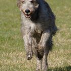 IRA, Kraft, Eleganz, Nicest Wolfhound