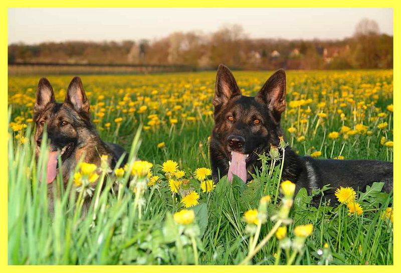 Ira und Rodo mitten in der Wiese