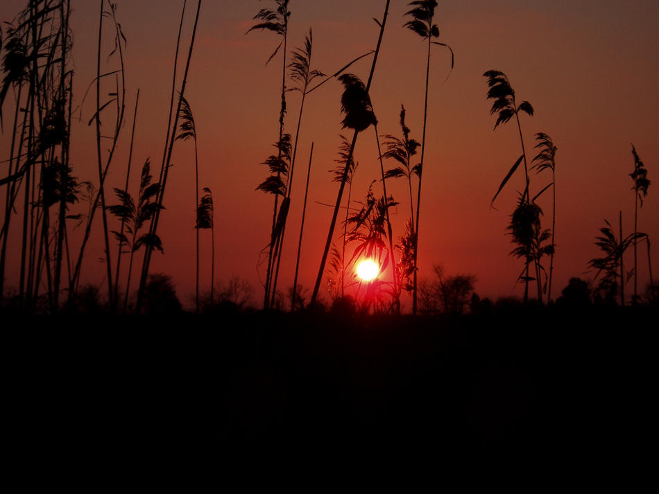 Iran-coushe de soleil