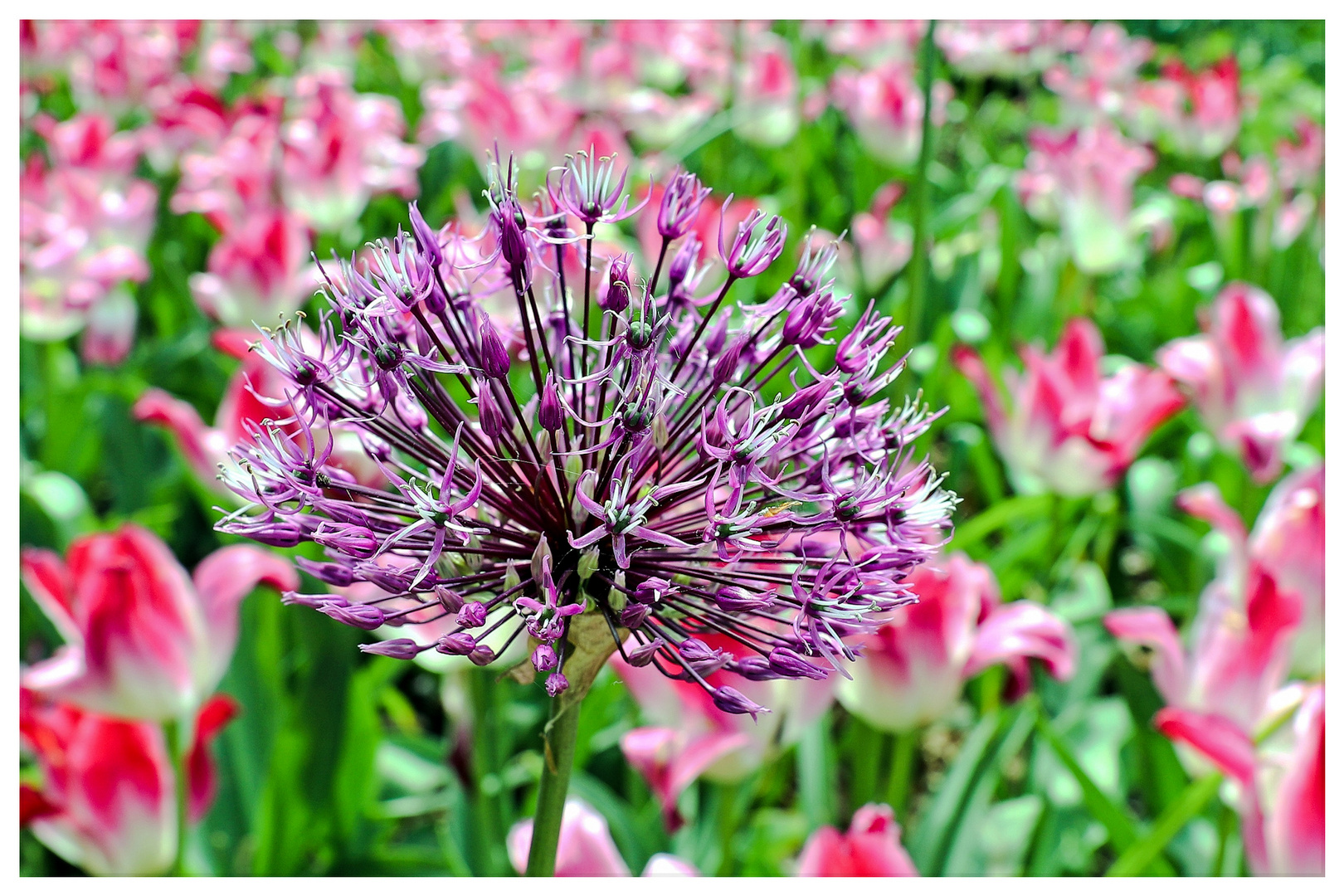 Iran-Lauch (Allium aflatunense)