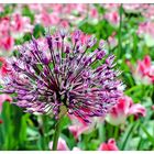 Iran-Lauch (Allium aflatunense)