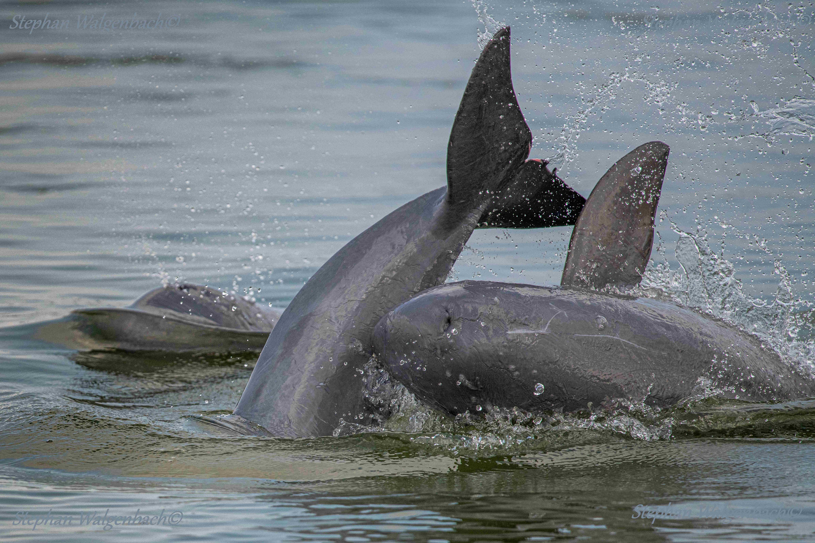 Irawadidelfin (Orcaella brevirostris) Irrawaddy Dolphin