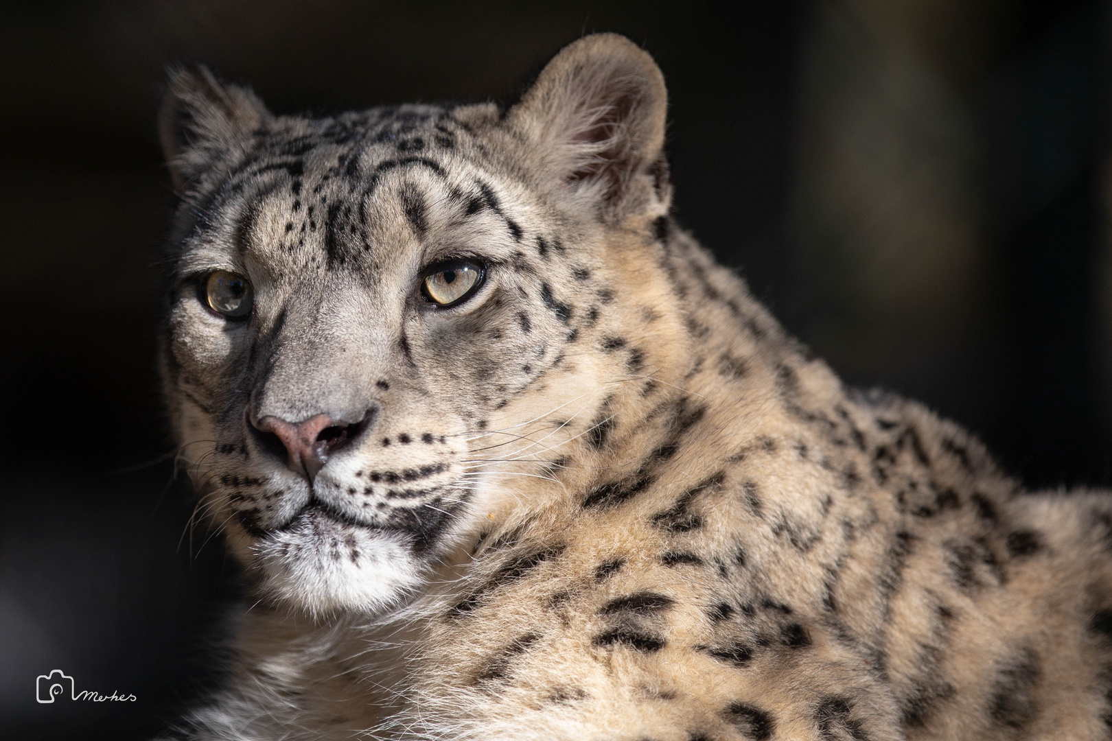 Irbis Foto & Bild | tiere, zoo, wildpark & falknerei, säugetiere Bilder ...