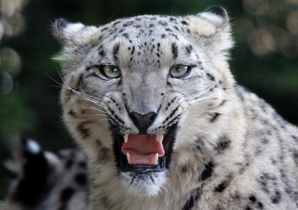 Irbis Foto & Bild | tiere, zoo, wildpark & falknerei, säugetiere Bilder ...