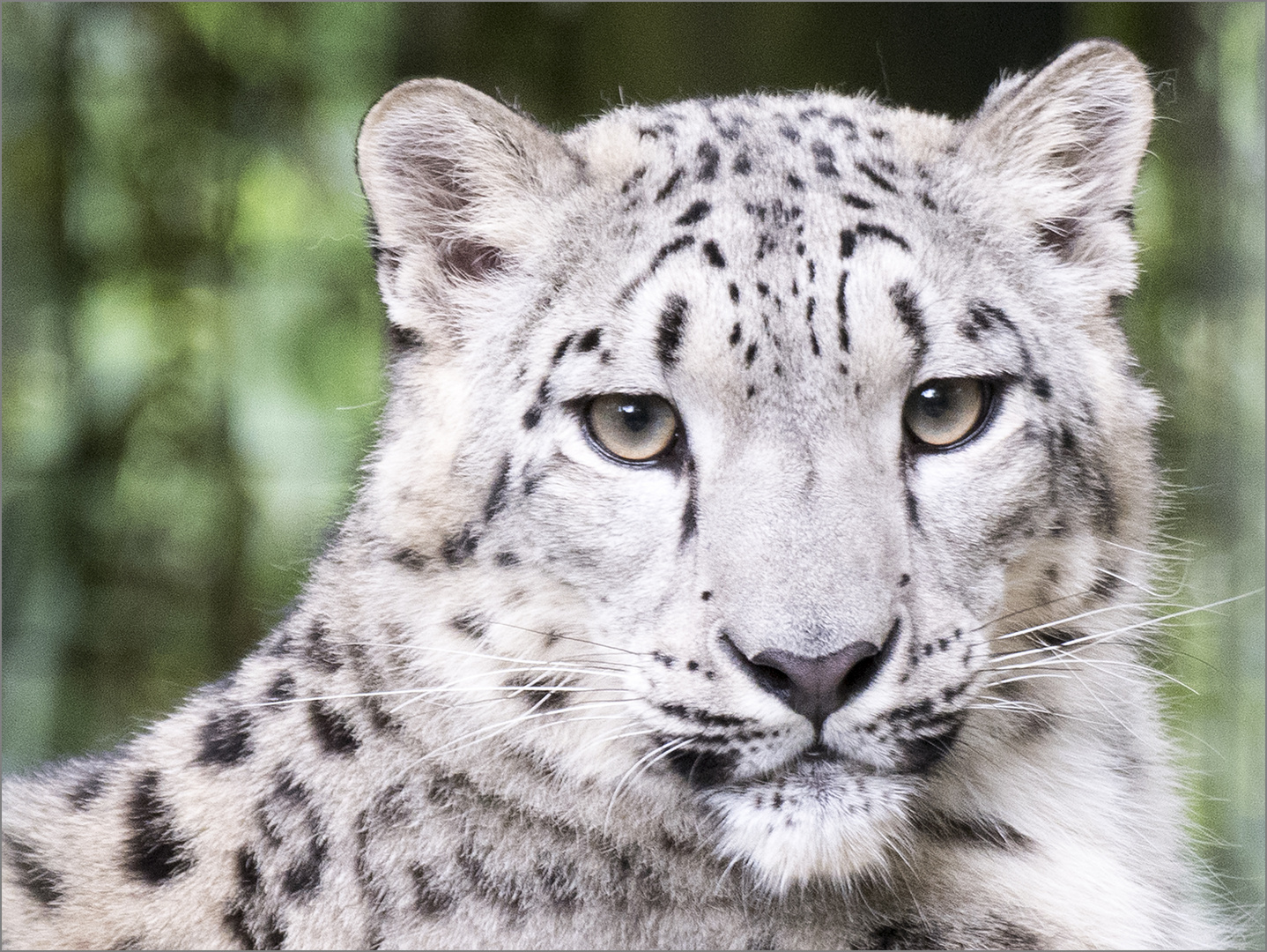 Irbis Foto & Bild | heimat-zoos, natur, katzen Bilder auf fotocommunity