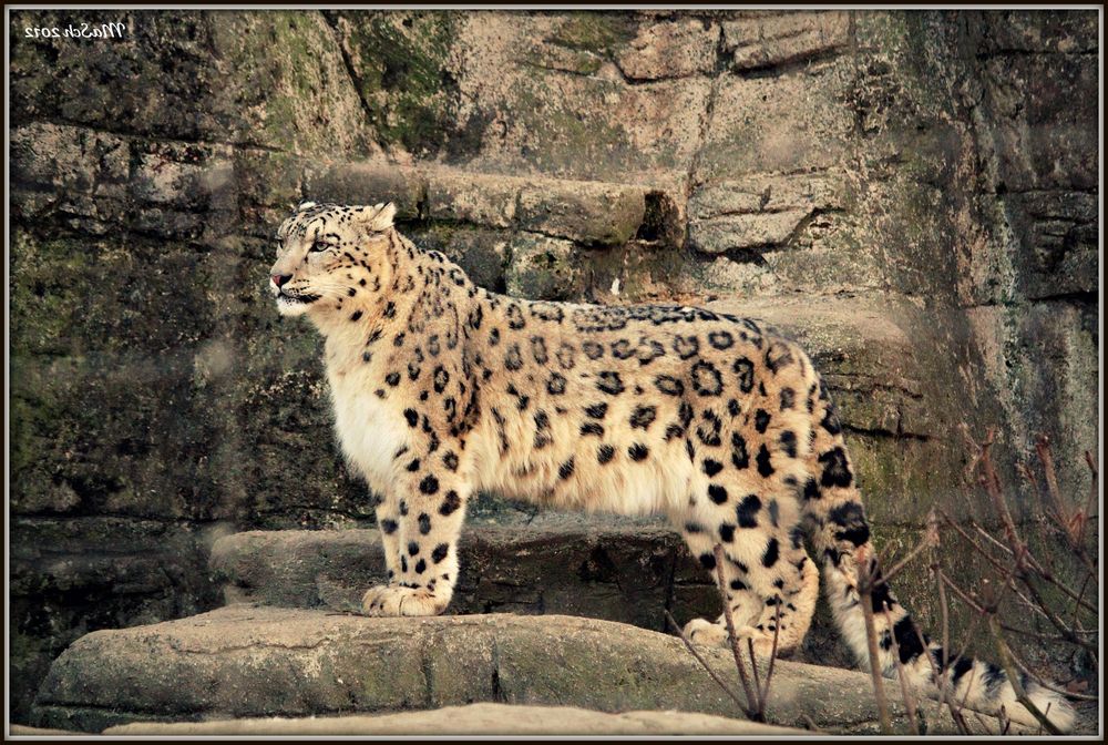 Irbis (Panthera uncia)