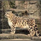 Irbis (Panthera uncia)