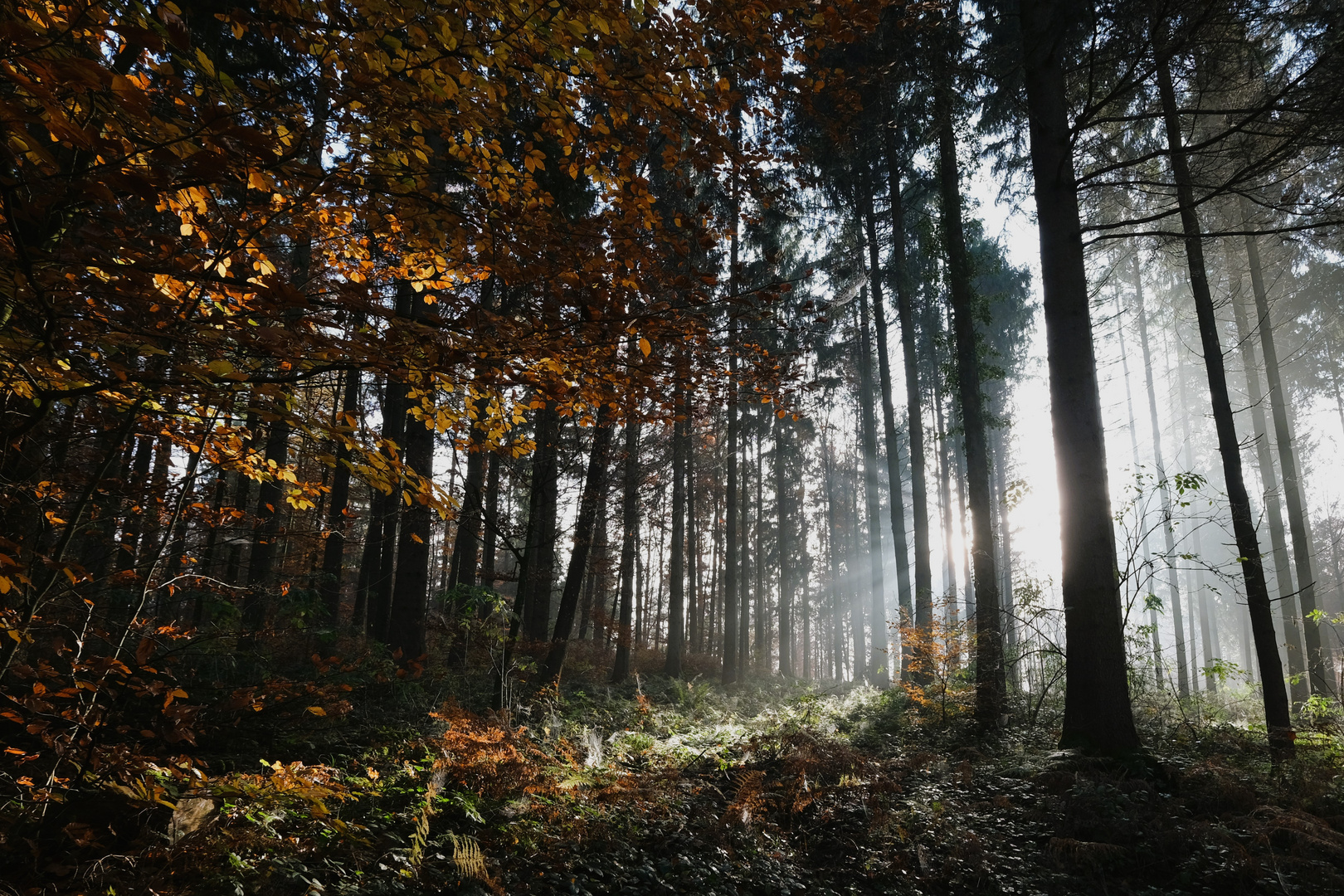 Irchelwald im Herbst-1