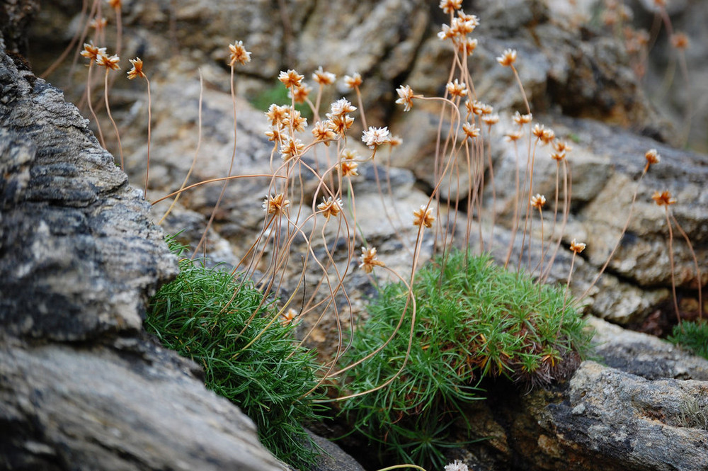 Ireland, flowers at the westcoast