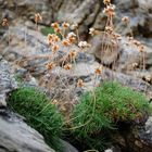 Ireland, flowers at the westcoast