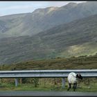 Ireland - Lonely hitchkiker