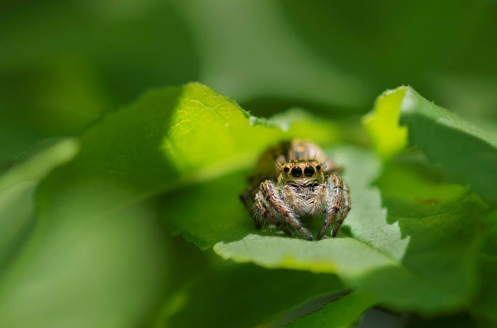 irénée l'araignée !