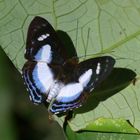 Irenia Metalmark (Thisbe irenea belides)