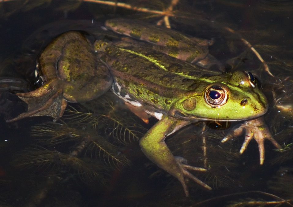 irgend ein frosch bei dem ich nicht weiß welche art es ist