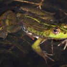 irgend ein frosch bei dem ich nicht weiß welche art es ist