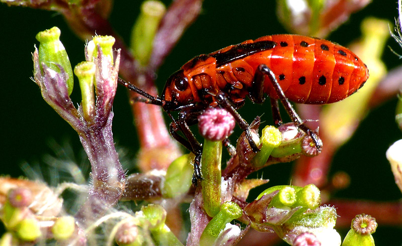 irgend ein roter käfer