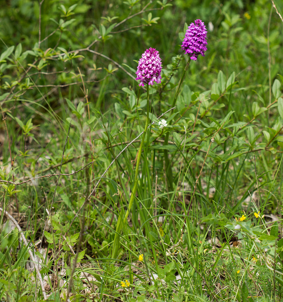 irgend eine Orchis Art - vermutlich Pyramiden-Orchis