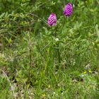 irgend eine Orchis Art - vermutlich Pyramiden-Orchis