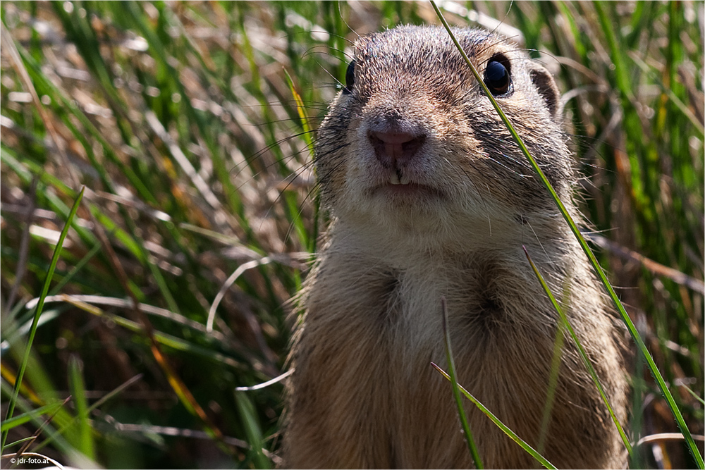 irgendein ... Foto & Bild | tiere, wildlife, säugetiere ...