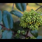 irgendein kraut im garten