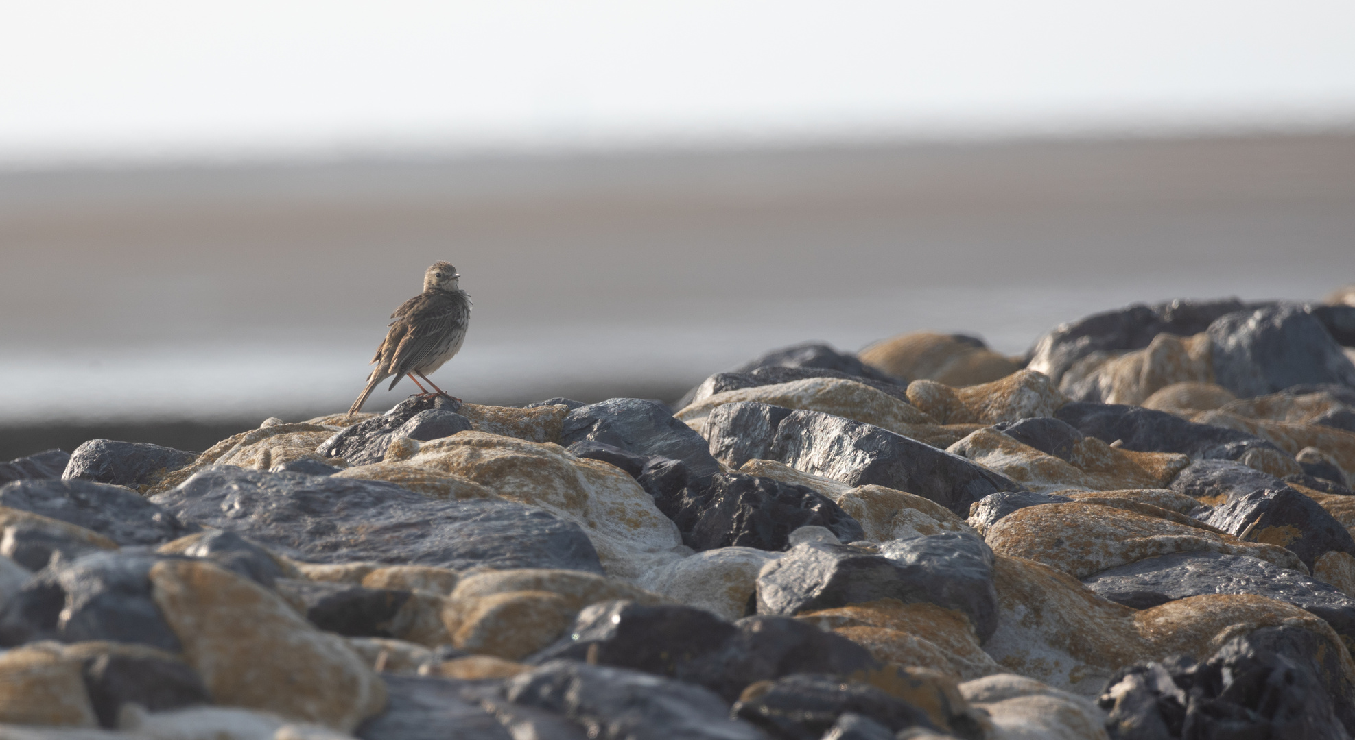 Irgendein Pieper auf den Steinen an der Nordsee