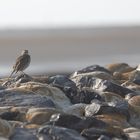 Irgendein Pieper auf den Steinen an der Nordsee