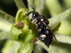 Irgendeine Bienen- oder Wespenart