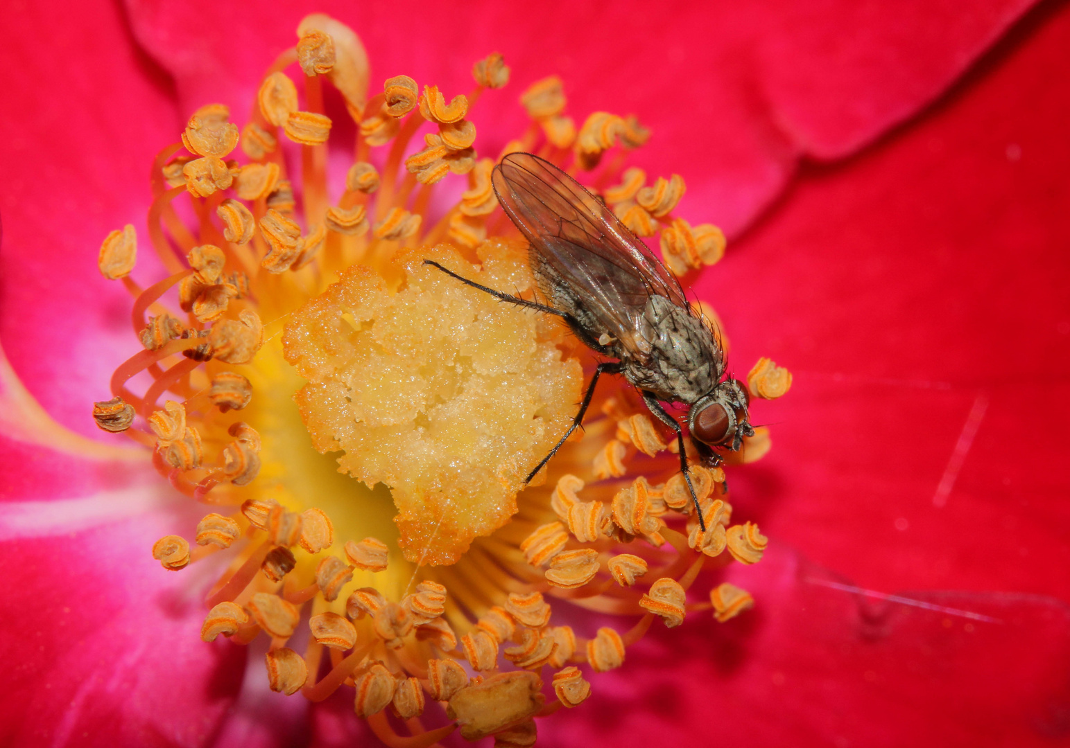 Irgendeine Fliege auf unseren Rosen