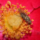 Irgendeine Fliege auf unseren Rosen