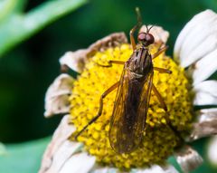 Irgendeine Fliege auf verblühter Pflanze