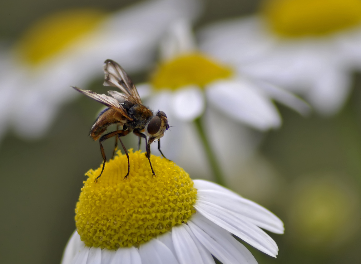 Irgendeine Fliege...