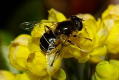 irgendeine Fliegenart oder doch eine Bienenart, mittlerweile weiß ich, daß es eine Mistbiene ist