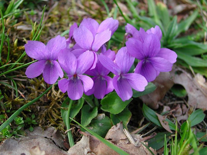 irgendeine lila Blume auf der Wiese