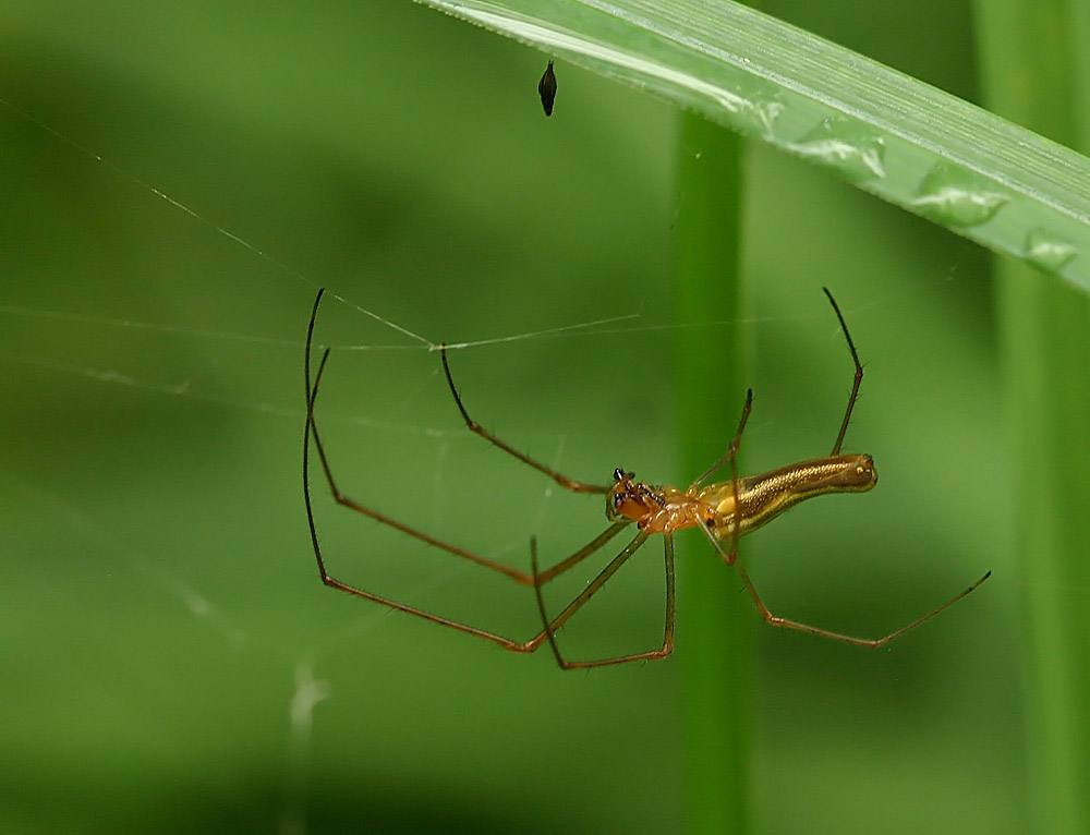 Irgendeine schaurig schöne Spinne