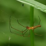 Irgendeine schaurig schöne Spinne