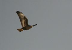 Irgendeinen Bussard knipsen...