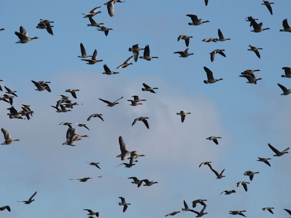 Irgendetwas hat den vorher schönen Formationsflug der Wildgänse gestört !!