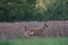 Irgendetwas ist da im Getreidefeld ... II