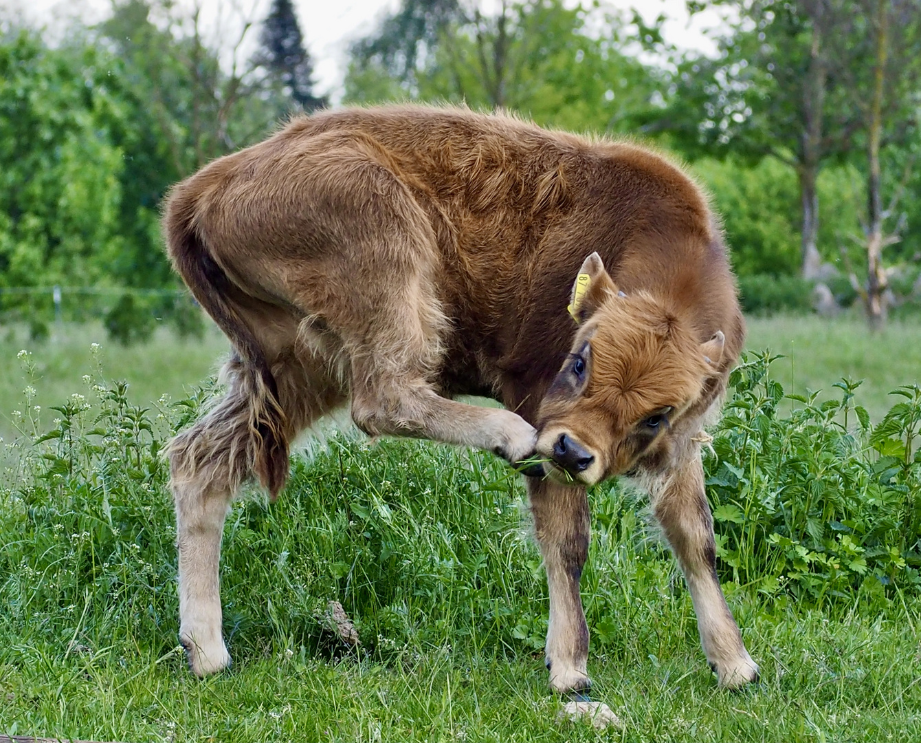 Irgendetwas kitzelt da!