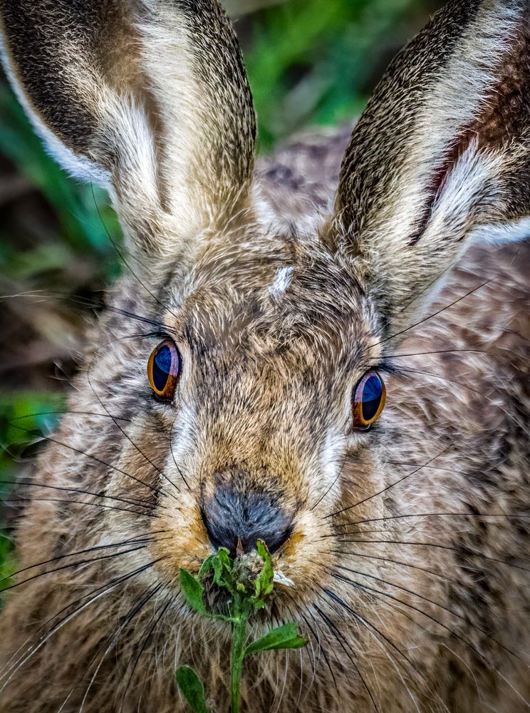 "Irgendetwas stimmt mit Hasi nicht" ........