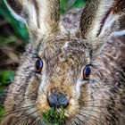 "Irgendetwas stimmt mit Hasi nicht" ........