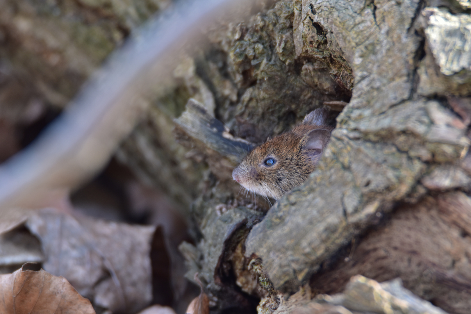 Download Irgendjemand Free HD Irgendjemand