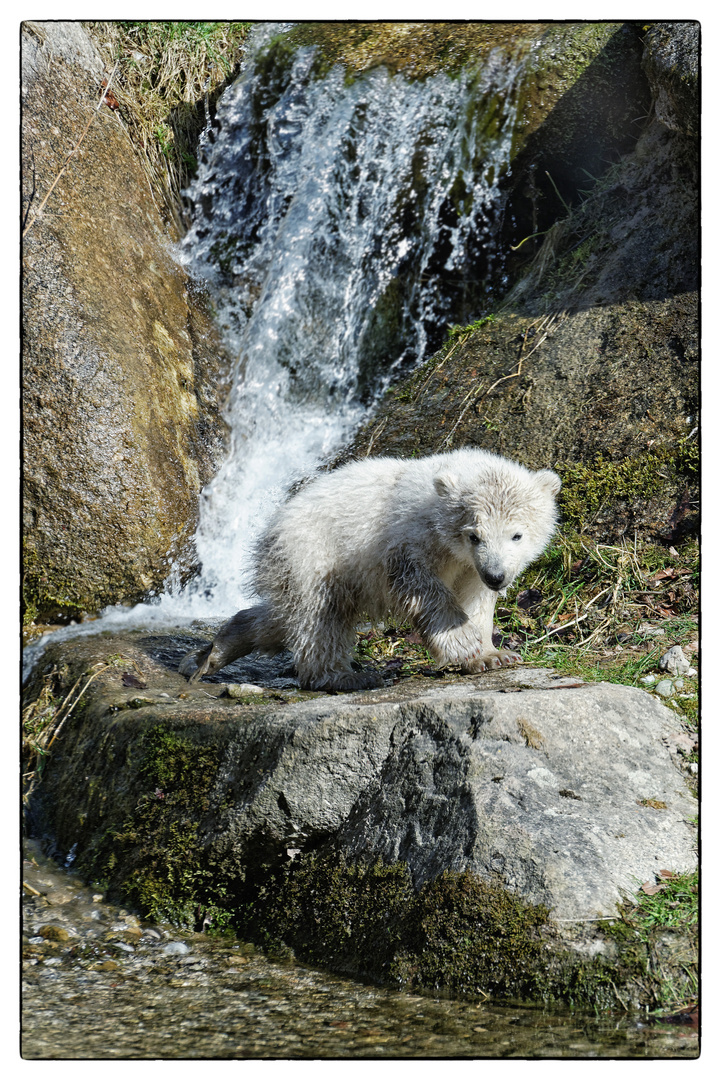 Irgendwann bin auch ich ein grooossser Eisbär!