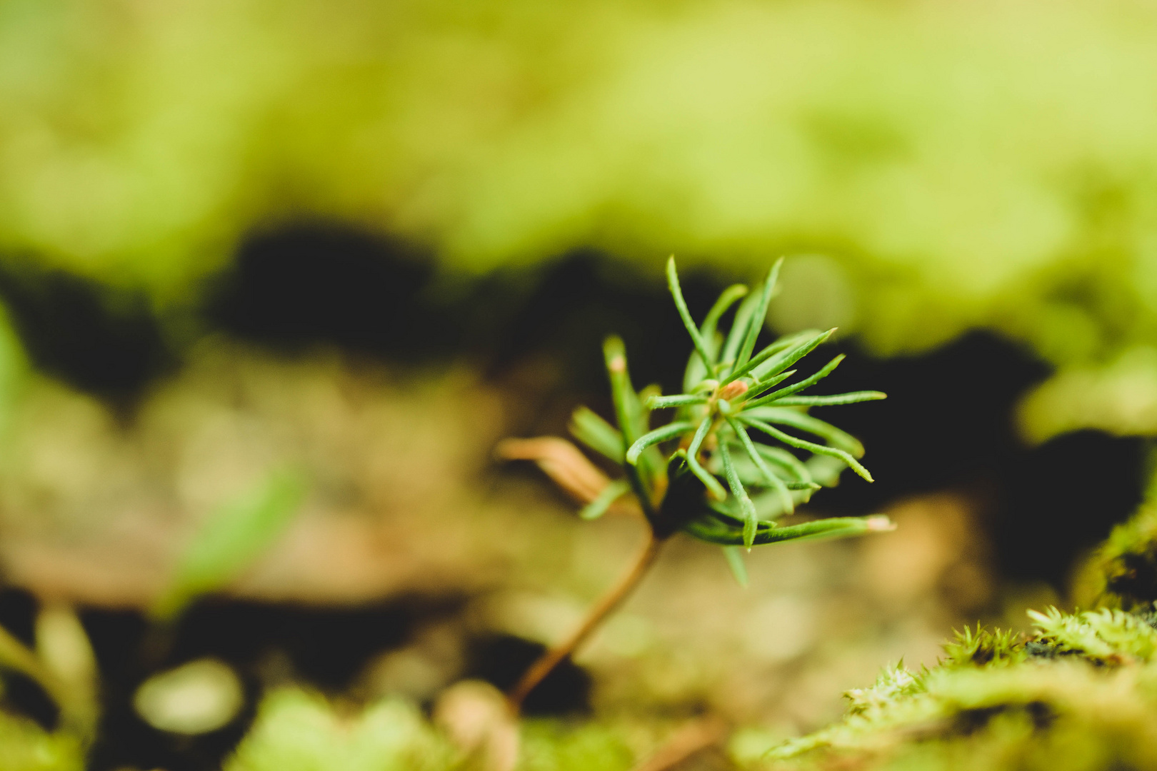 Irgendwann bin ich ein Baum