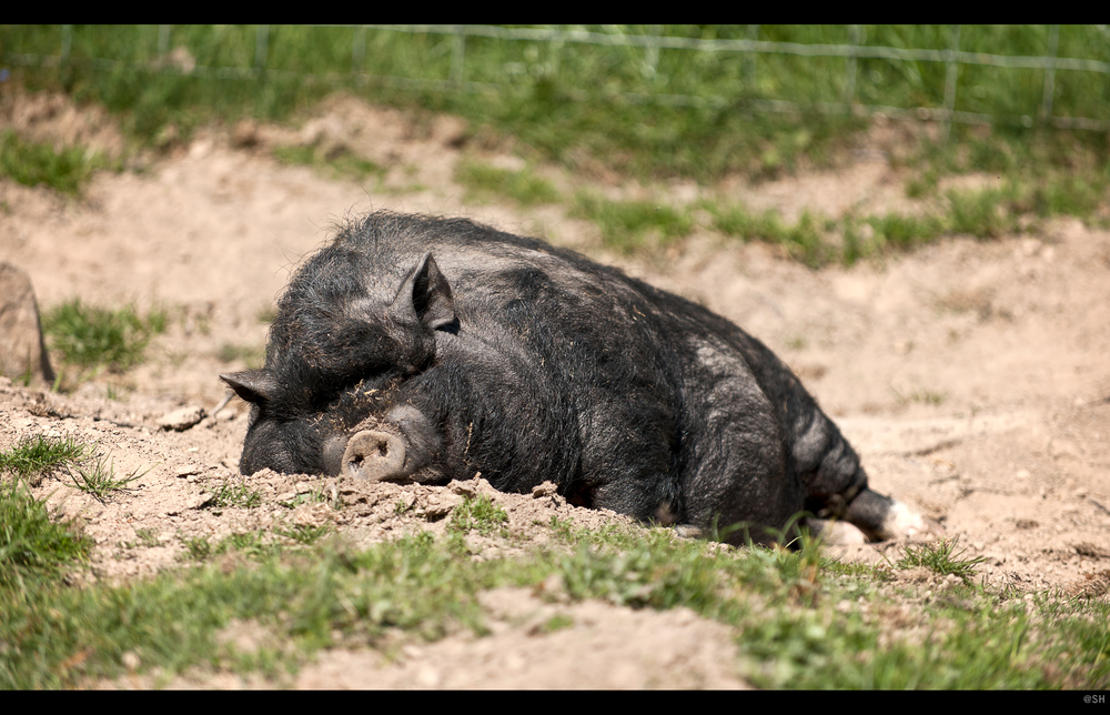 Irgendwann ist auch ein Schwein Hundemüde..